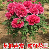 花俊 牡丹花树苗四季开花洛阳正宗牡丹花苗大苗独杆树状牡丹花树庭院 花王经典 6年苗丛生7-8分支