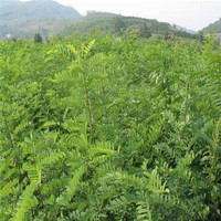 花友秀 HUAYOUXIU 刺槐种子护坡灌木种籽高速公路绿化固土多年生灌木