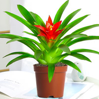 康果圆 鸿运当头 水培盆栽 30厘米高 含盆