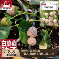 Ideal 理想农业 白草莓种子 奶油白草莓种子500粒