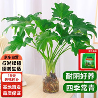 行湘 水培绿植盆栽盆景桌面观叶植物春羽3株40-45cm不含瓶 源头直发