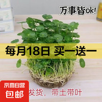 无品牌名称 铜钱草 水培盆栽 2盆 买一送一