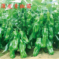 西芝 蔬菜苗 青椒苗 番茄苗 辣椒苗 西红柿苗 黄瓜苗 10颗