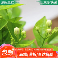 萌肉居 茉莉花盆栽 茉莉原盆土+备用盆