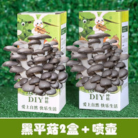 朵咔园艺蘑菇种植包儿童可食用菌种家种菌包家庭装蘑菇包盒子家种平菇种子 【黑平菇2盒带喷壶】