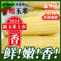 笨恰恰 东北白糯玉米280g*10根