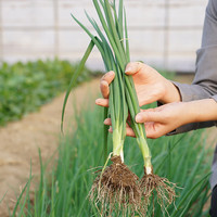 种菜记 四川火葱头种子四季小香葱种头葱种籽火葱红头葱种子苗阳台盆栽 四季小香葱种子5克+羊粪肥1斤