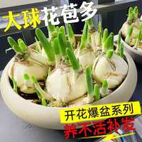 誉满园复瓣水仙花种球水养植物漳州重瓣花种子水培花卉玉玲珑水仙种球 水仙 【1颗】周长16-20cm