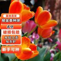 誉满园 yumanyuan 郁金香种球水培5度球花卉绿植  希望郁金香种球 郁金香种球1个+肥料1包