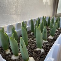 誉满园郁金香种球水培5度球花卉绿植种子土培植物水养盆栽郁金香花种子 希望郁金香种球 郁金香种球1个+肥料1包