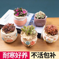 多肉植物小盆栽大颗好养栽好室内办公桌玉露桃蛋花盆仙人球