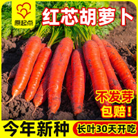 原起点胡萝卜种子籽种红罗水果萝卜四季秋冬蔬菜种籽大全胡萝卜种孑种籽 【精选良种】红芯七寸参种子5g装