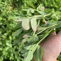 苏北农家露天霜冻嫩豌豆尖豌豆苗新鲜蔬菜龙须菜烫火锅叶菜 1000g