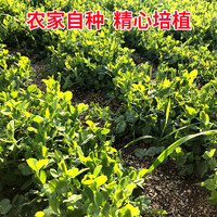 苏北农家露天霜冻嫩豌豆尖豌豆苗新鲜蔬菜龙须菜烫火锅叶菜 1500g