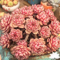 苯巴蒂斯多肉植物贵货办公室植物室内盆栽花卉绿植 多肉笨巴