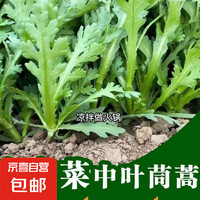 京喜 正品原装皇帝菜中叶茼蒿种子青菜种籽春菊茼蒿菜种籽种四季蔬菜 精品中叶茼蒿约500粒1包