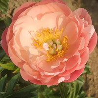 绿枝春 重瓣芍药花苗四季开花带芽大根块种球御前表演芍药多年生花卉盆栽
