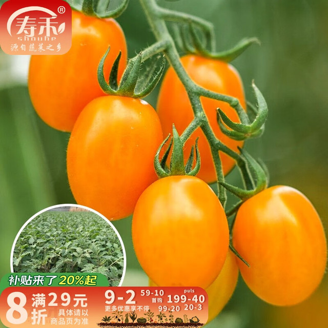 寿禾 西红柿苗秧大全蔬菜苗活苗小番茄圣女果苗批发普罗旺斯山东寿光菜 金玲珑黄圣女果苗 6棵