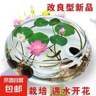 四季混色碗莲入水即活鱼缸庭院盆景易种水生小荷花睡莲绿植 碗莲种子/包约5粒 1包