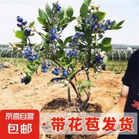 京喜 组培蓝莓树苗带花带果花期果期L25蓝莓奥尼尔蓝莓盆栽地栽抗寒苗 优瑞卡蓝莓 3年苗【隔年结果多多