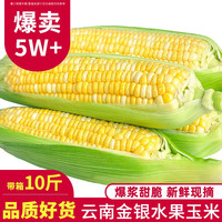 中鲜生 水果玉米 现摘新鲜玉米甜玉米棒可生吃甜脆爆浆 带箱10斤（净重9斤）