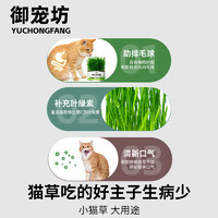 猫草盆栽小麦水培猫草种植懒人猫草罐头毛球片化毛草零食猫咪用品