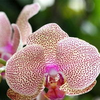 加庭 蝴蝶兰花苗盆栽 斑点（3个月开花买三 送一）-不含盆