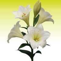 左家花园 LO铁炮百合种球大全 荷兰进口耐热易养护易复花繁殖强