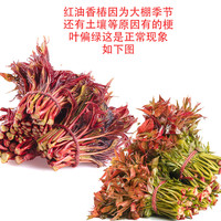 卡布诺 2025香椿芽新鲜头茬红油香春叶野生椿芽菜红四川蔬菜嫩芽鲜香食用