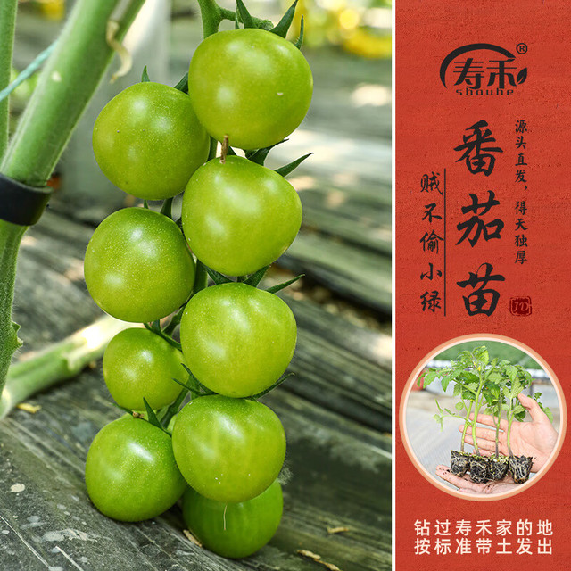 寿禾 青甜2号小番茄苗6棵 老品种香甜绿果寿光蔬菜苗种苗
