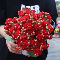 美耐佳 CCS-5 长寿花盆栽 金狐狸 大花 不含盆