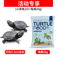 爬将军乌龟饲养缸乌龟家用生态造景水陆草龟养龟防逃乌龟饲养箱生态龟缸 草龟2只【非常好养】+ 赠20g龟粮
