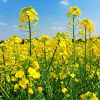 狮湾油菜苗油菜花苗农田种植油菜秧苗可做移栽苗庭院阳台盆栽绿化环境 油菜苗100颗