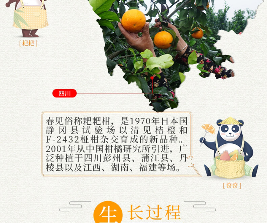 眉山春见今日价格(今年眉山春见价格)